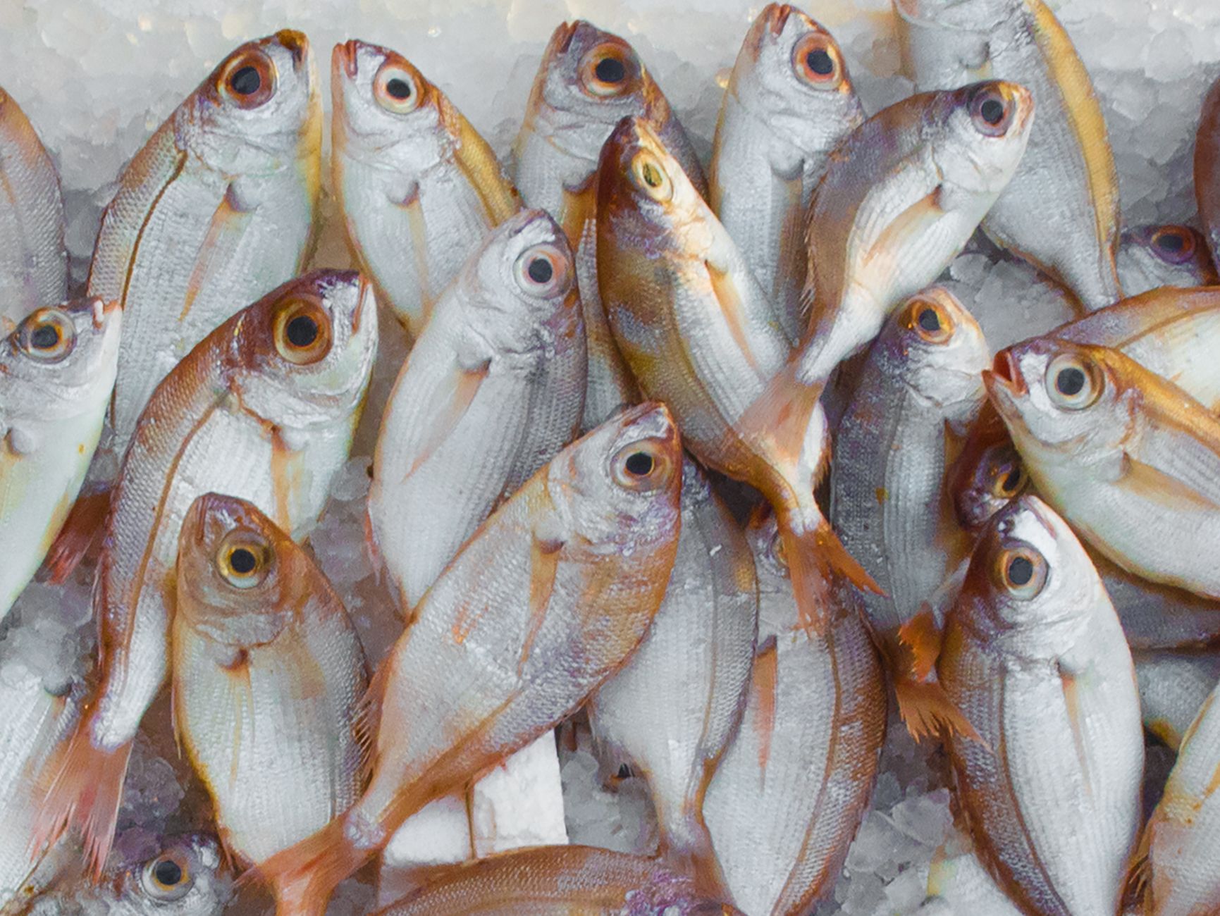 Färsk Fisk & Filéer